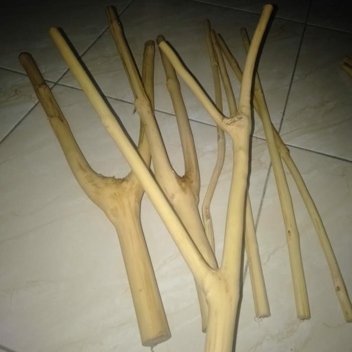 DISKON kayu kopi tangkringan iguana panjang 100 cm READY STOCK
