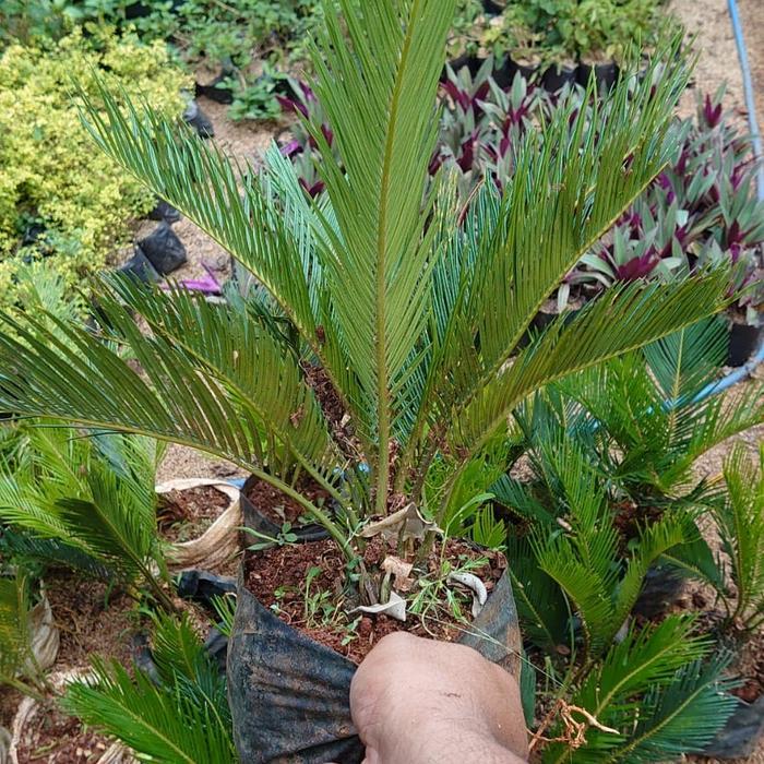 bibit tanaman palem sikas pohon palem bonsai