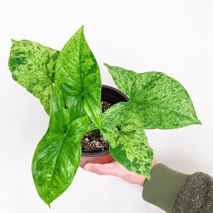 PROMO Tanaman hias Syngonium Mojito - Syngonium Army Mojito