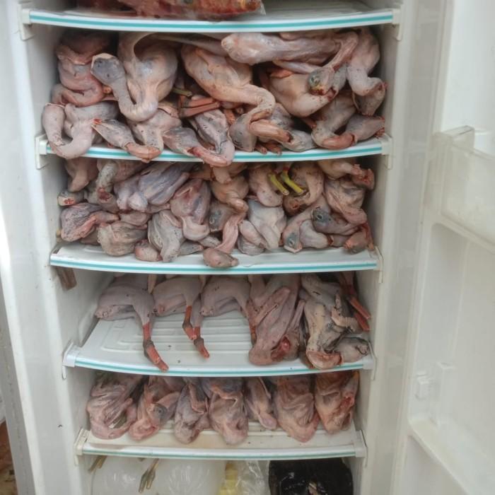 Ready Karkas Burung Mandar Batu Daging Burung Olahan Segar Bukan Bebek/Ayam Tbk