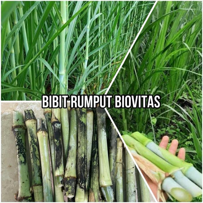 Josjismatt_ Bibit Pakan Ternak (Gajah Biovitas) -