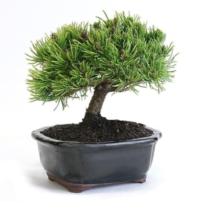Bibit Benih Biji Pohon Mugo Pine Bonsai Pinus Eropa - Isi 10 Biji