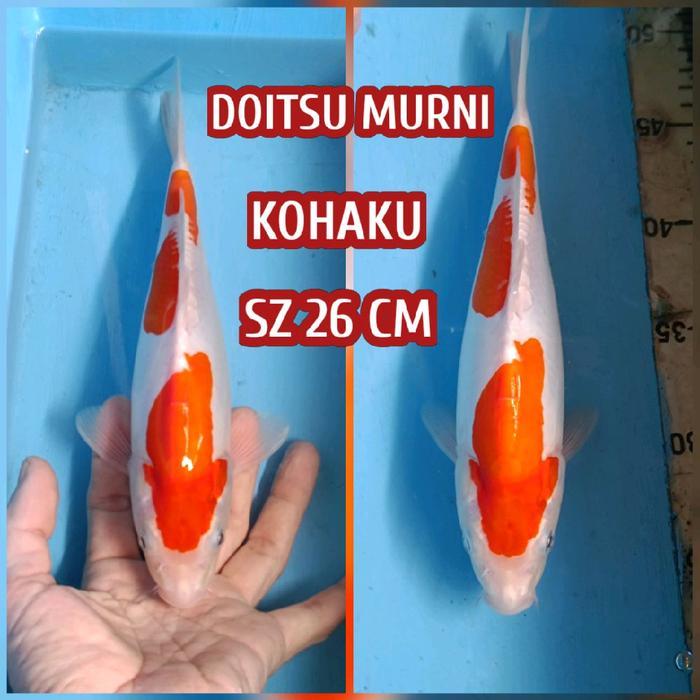 Ikan Koi Blitar Kohaku Doitsu Chagoi Sanke Showa Karasi Goshiki Ukuran 26 cm