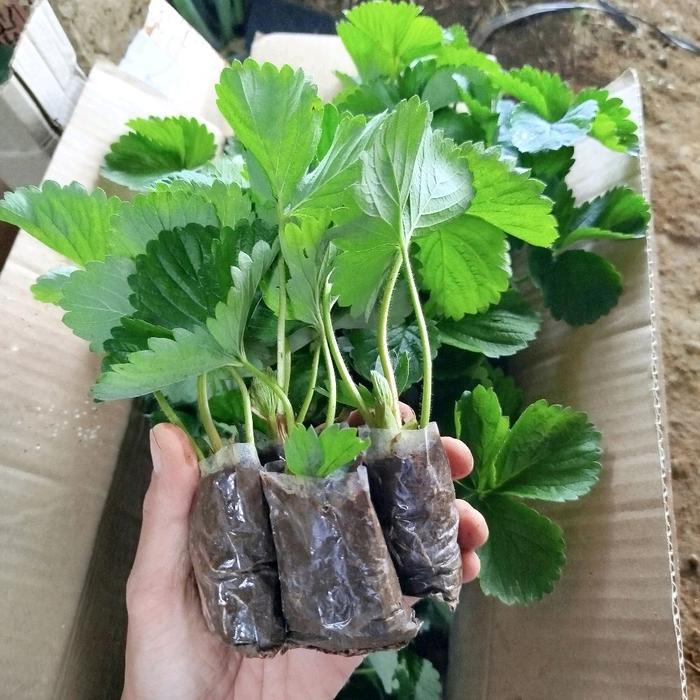 Bibit Strawberry Mencir Paket 10 Bibit Strawberry Mencir Siap Tanam untuk Kebun Buah Segar Strawberr