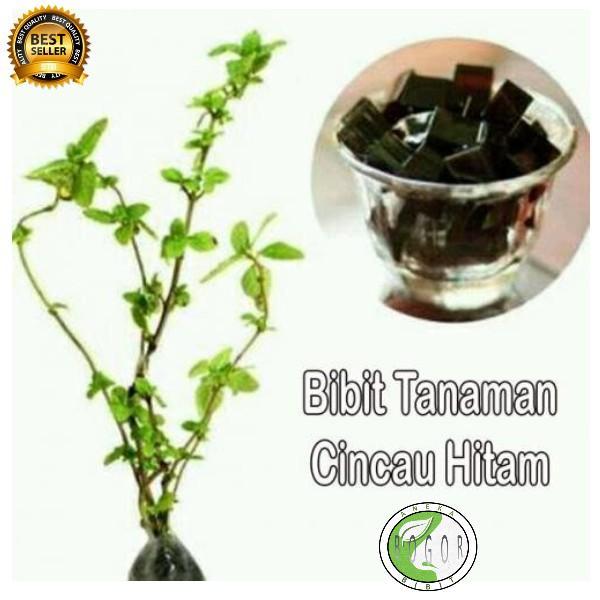 Obral BIBIT POHON TANAMAN DAUN CINCAU HITAM JANGGELAN super