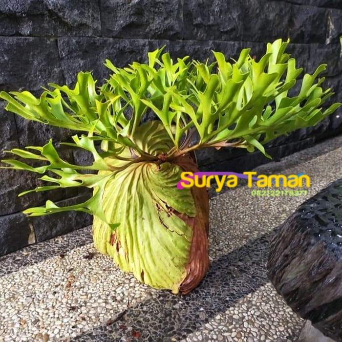 Tanaman Hias Tanduk Rusa-Platycerium Ridleyi