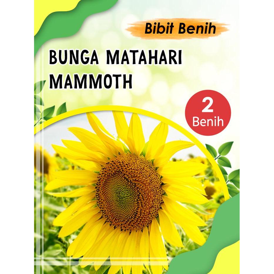 Bibit biji bunga matahari Mammoth import 2 biji kemasan klip plastik