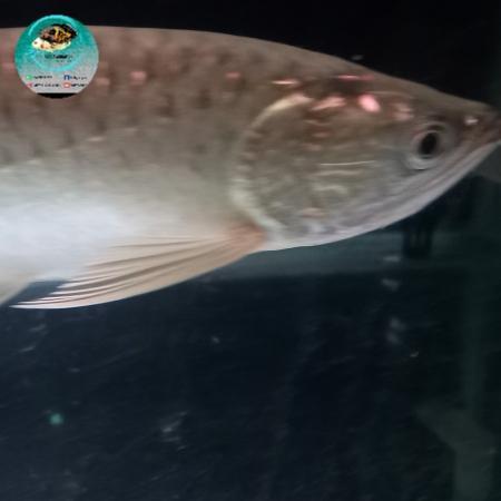 Arwana Jardini Tbk