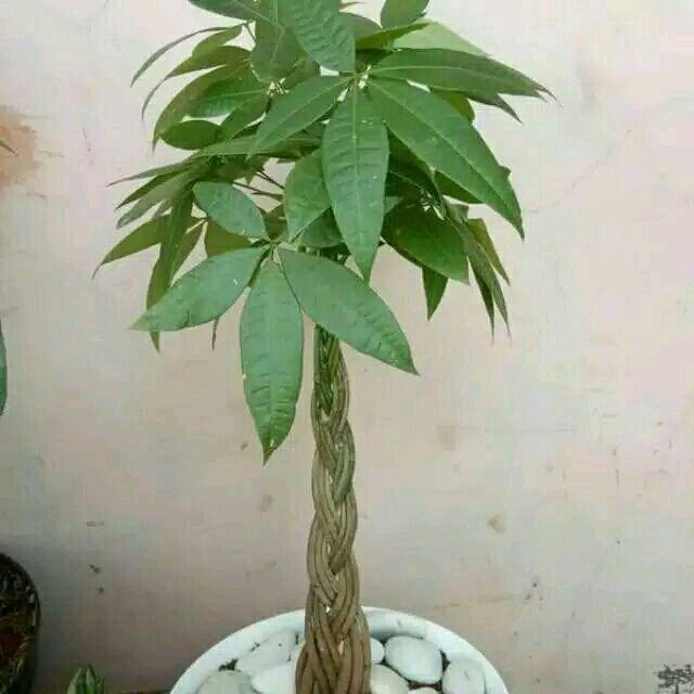 Tanaman Pachira pacira Kepang 9 tinggi 1m + pot + batu koral