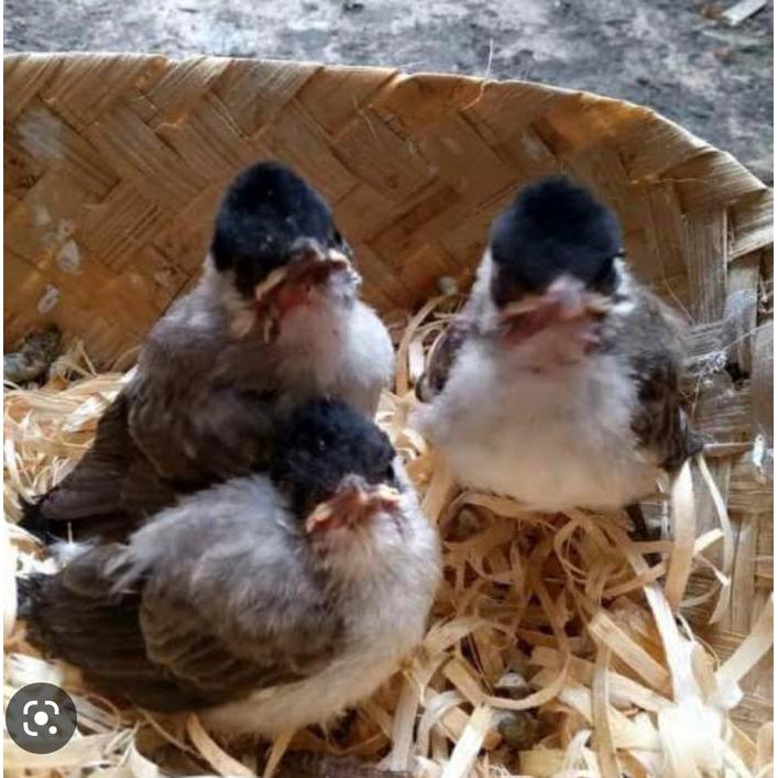 Burung kutilang anak pilihan jatim