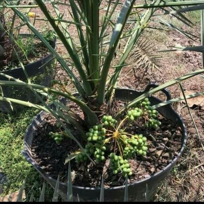 bibit pohon kurma arab saudi SSSS