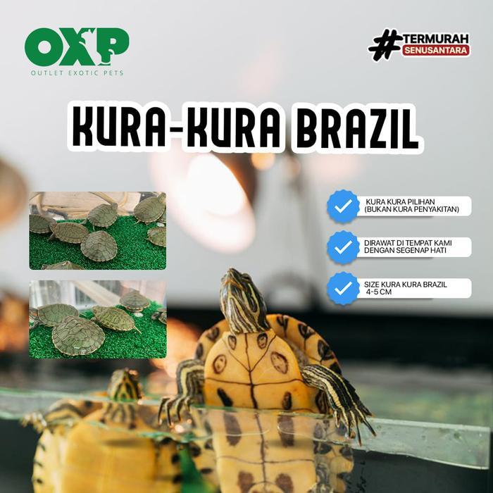 Kura kura Brazil Mini, Sehat, Lincah, Size 4 - 5 Cm