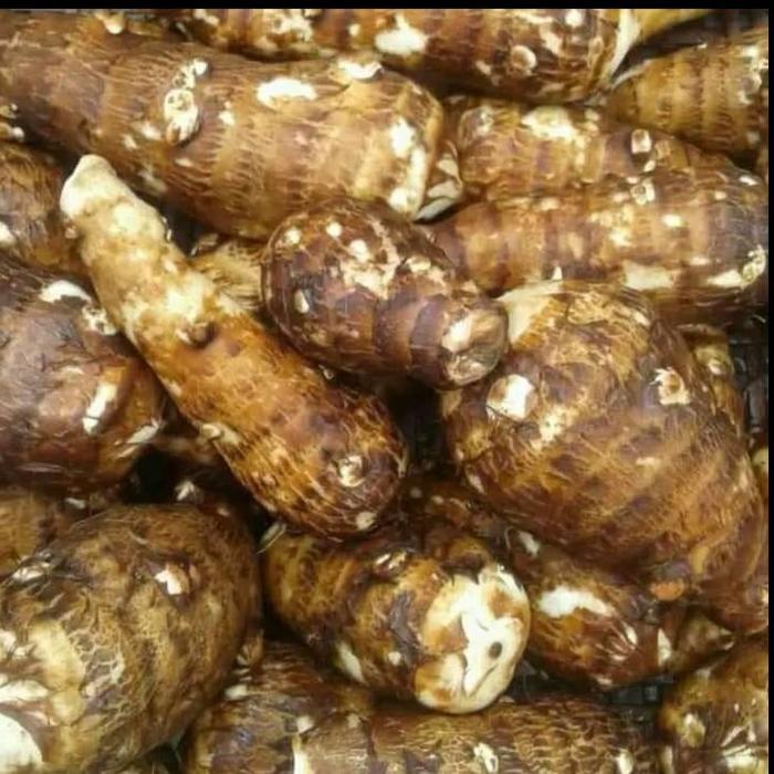 Umbi Talas Kimpul 1 Kg Umbi Talas Pulen