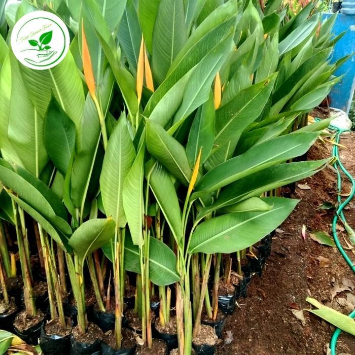 polybag pisang heliconia Paket 50 Polybag Tanaman Pisang Heliconia Golden Ukuran 50-60 cm pisang hel