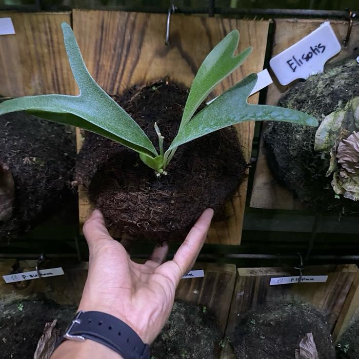 Platycerium Vasei Spora papan