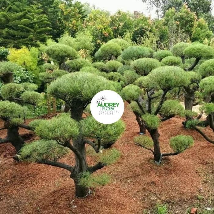 Pohon bonsai cemara udang - Tanaman bonsai cemara udang