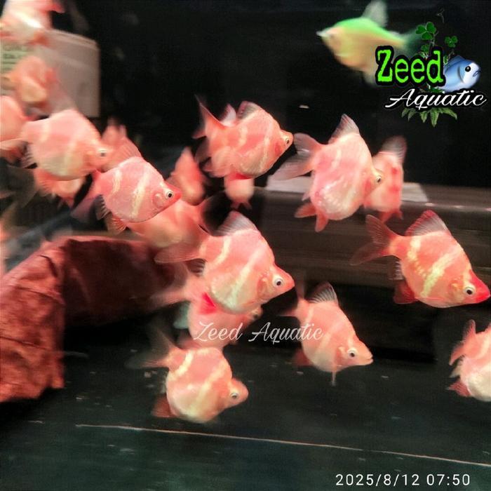 ikan hias aquascape Sumatra White Diamond balon