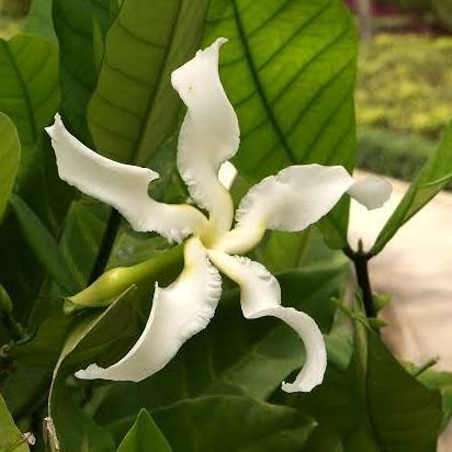 Tanaman Bunga Melati Cengkeh Wangi
