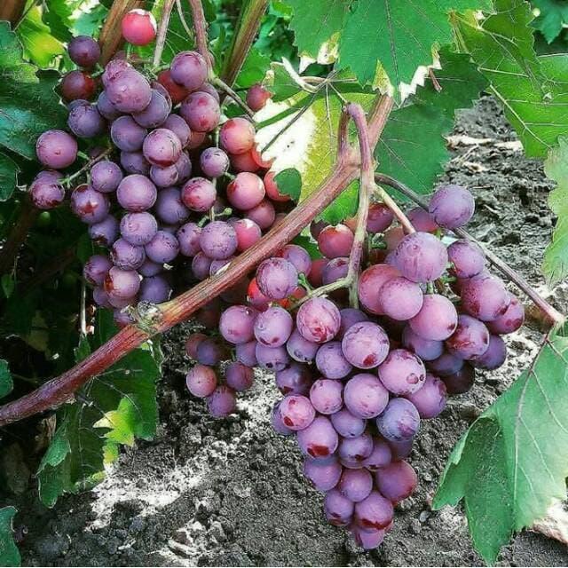Promo Bibit tanaman buah anggur merah HALAL