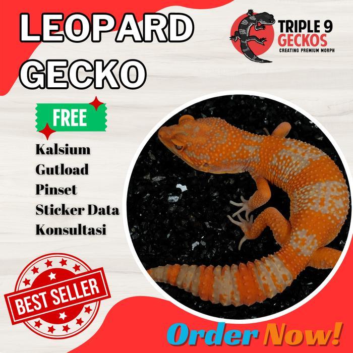 TERMURAHHH TERMURAH Leopard Gecko Baby Random Morph Tidak Bisa Pilih Jenkel Acak