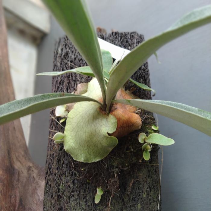 platycerium blue boy
