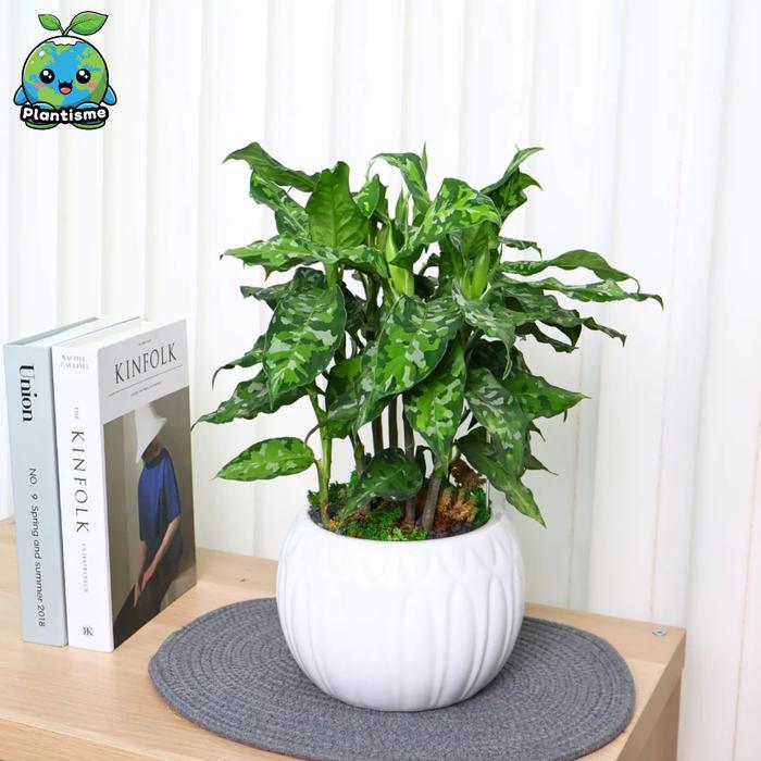Tanaman Hias Camouflage Plant Plant Aglaonema Pictum Tricolor Aroid Nias Sumatra