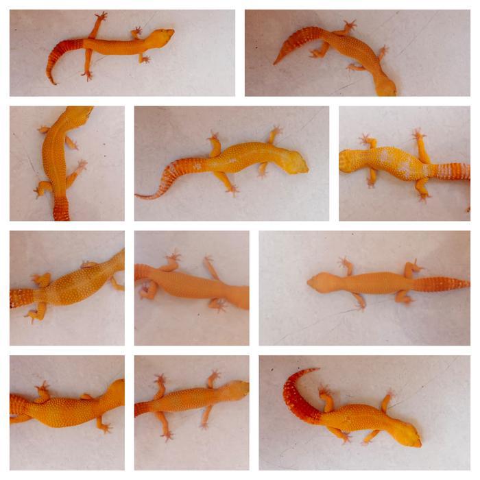 TERMURAHHH leopard gecko sunglow full ct