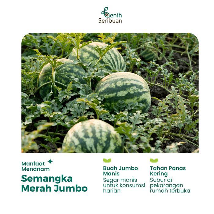 Benih Buah Semangka Merah Jumbo F1 Hibrida Premium - Benih Seribuan