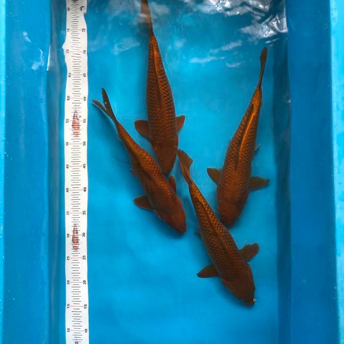 Terlaris Ikan Koi Chagoi Tembaga Bulky