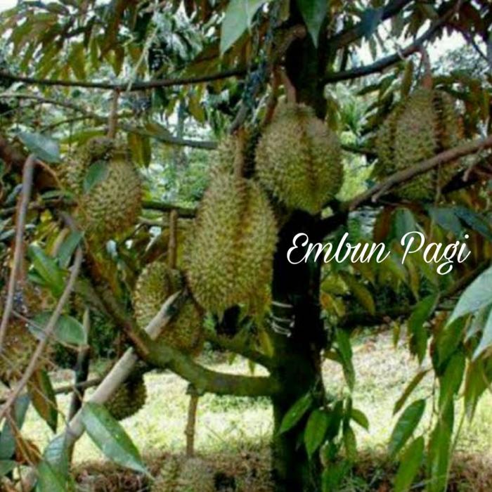 BISA COD Boster Buah Durian Ampuh Buktikan Hasilnya
