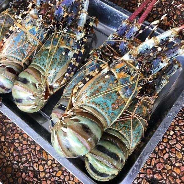 Lobster Laut Segar Berkualitas 1kg
