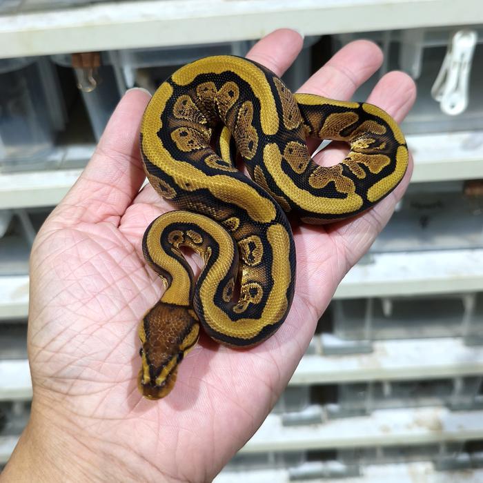 Ball Python Normal Betina Murah Sehat Garansi Pengiriman