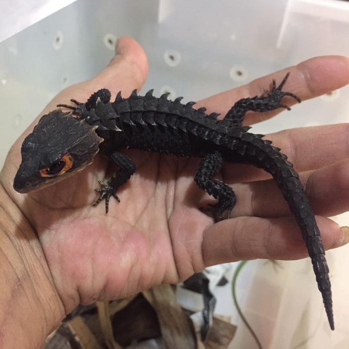 TERMURAHHH red eye crocodile skink