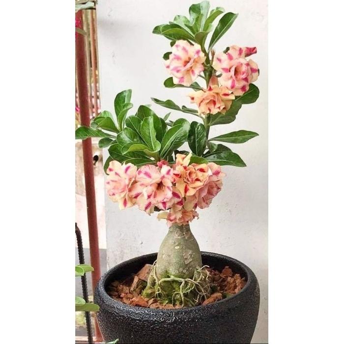 TERMURAH Hiasan Taman Adenium Kamboja Jepang Tanaman Hidup Bunga Kambodja / Adenium Kamboja Bunga