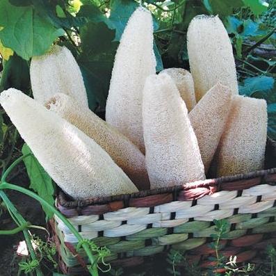 Sabut Gambas / Serat Oyong kering / serabut emes kering / luffa sponge