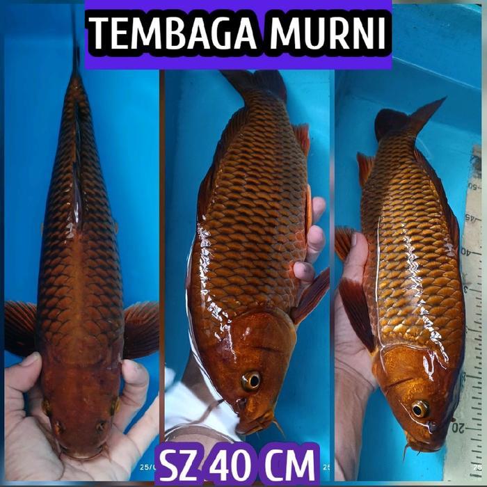 DISKON ikan koi blitarHQ chagoi tembaga adajuga showa kohaku sanke dll