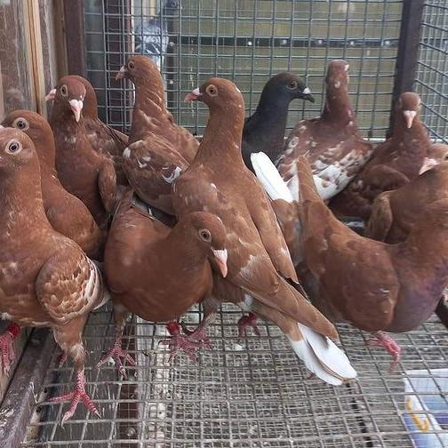 Burung Dara Hidup untuk Potong atau Mainan Anak Bonus Jagung Kristal