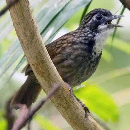 BURUNG POKSAY ROWO ROWO BAHAN PILIHAN