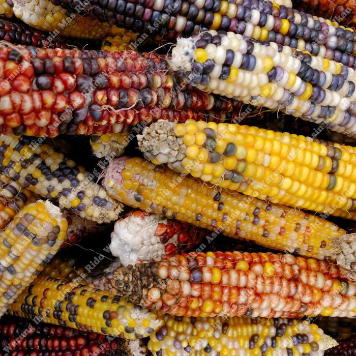READYY Jagung Ketan Putih Ungu Hitam Segar Fresh Untuk Diet Anti Diabetes