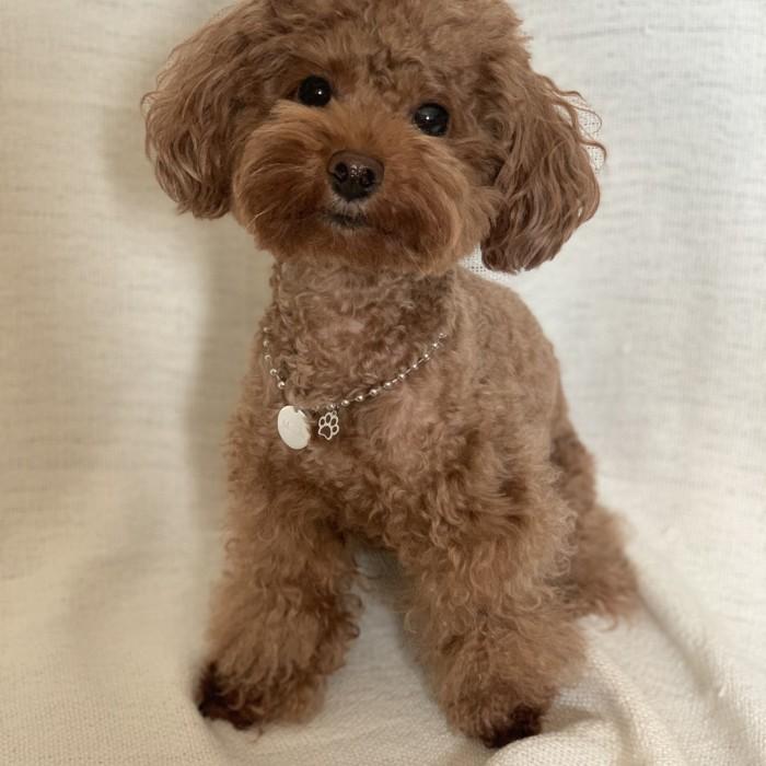 Premium [Momen.Paws] Paw Necklace_Silver Kalung Identitas Anabul Dengan Paw Charm, Si Cocok Untuk