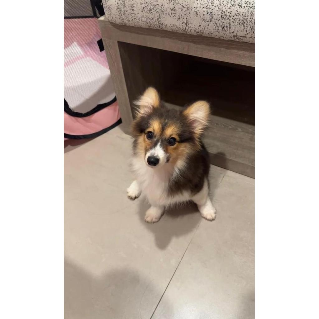 Dijual Anjing Puppy Corgi Betina Female Long Hair Fluffy Black Tan Tri Color