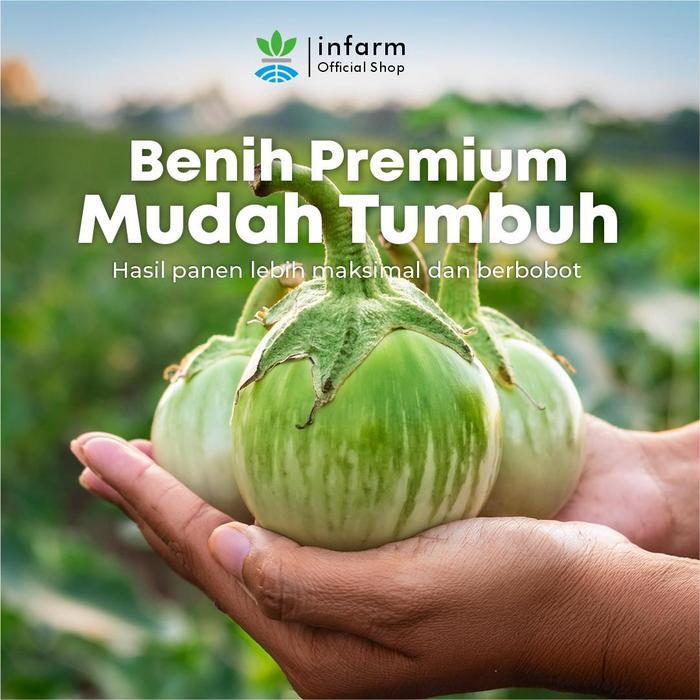 INFARM - Benih Unggul Terong Lalap Ring Brinjal Bulat Infarm - Hijau Lurik Biji Benih Buah Terong