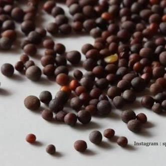 Biji sawi 1 kg untuk pakan burung