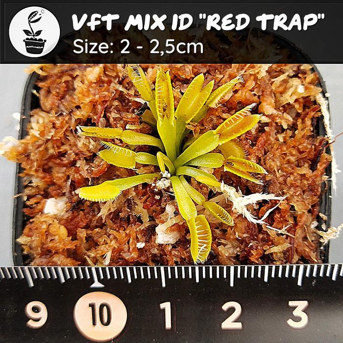 Tanaman Karnivora Venus Flytrap / Fly Trap / VFT Murah