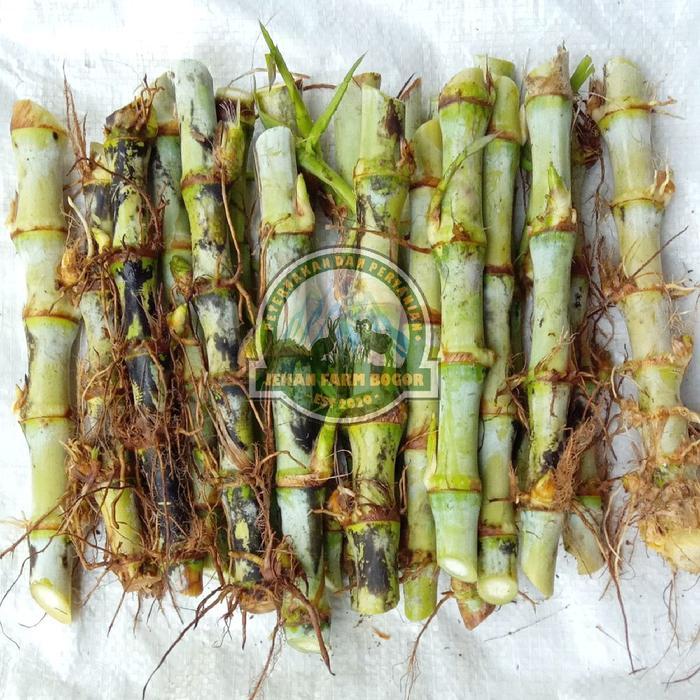 bibit odot super asli atau odot jumbo 1 kg