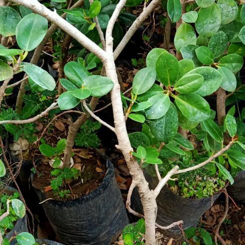 Bersama_Kitaa Bibit Bahan Bonsai Bringin Dollar Bahan Bonsai Ringin Dollar