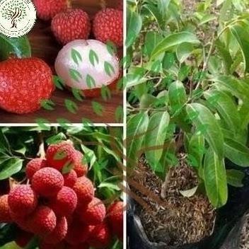 Bibit Tanaman Buah Leci Kom-Bibit Pohon Leci-Bibit Leci Kerdil ATZ super