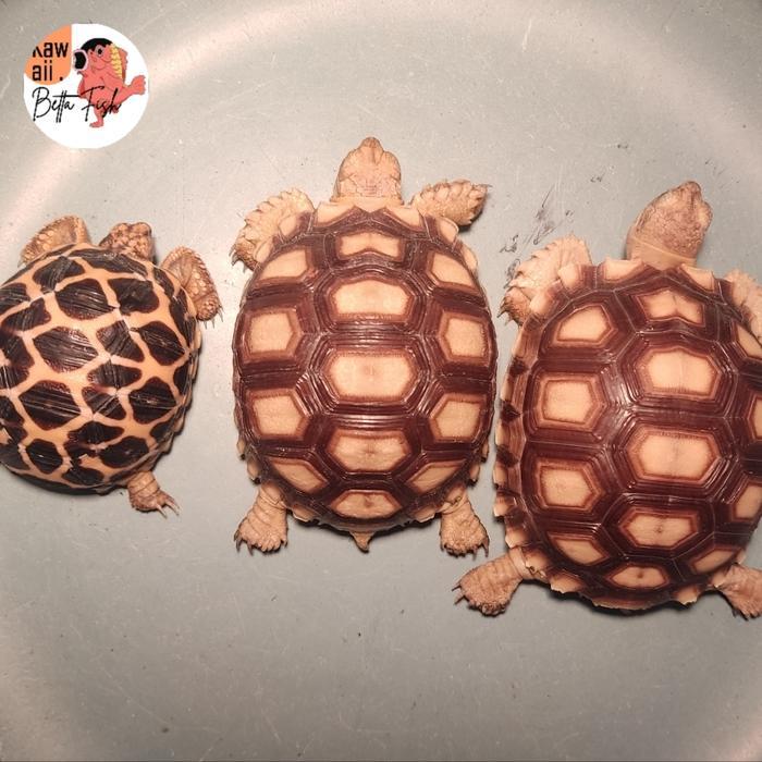 Kura Kura Sulcata Size 10cm up