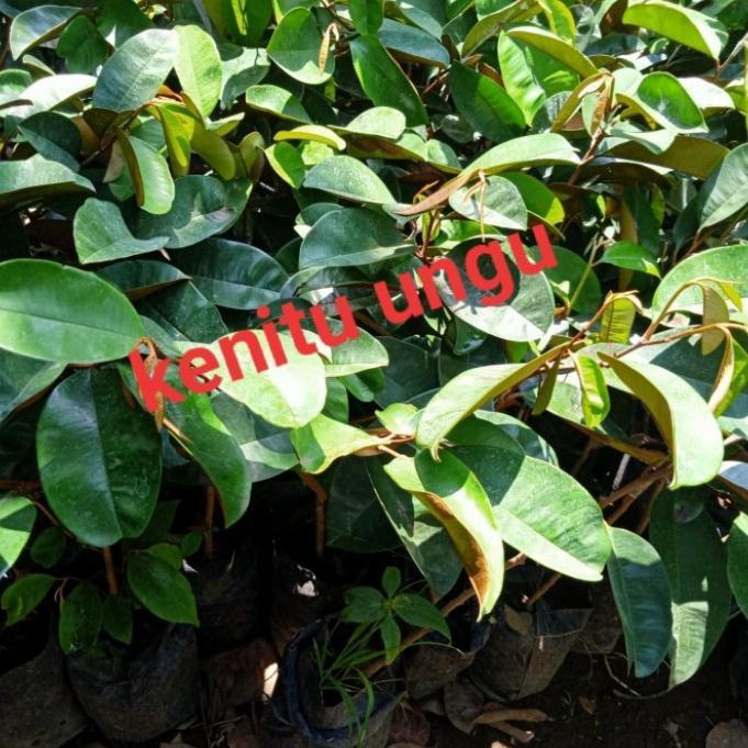 bibit tanaman buah kenitu ungu unggul ATZ super