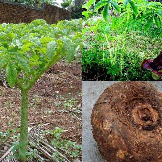 Umbi Suweg Segar Jual Per 1 Kg Umbi Suweg Fresh